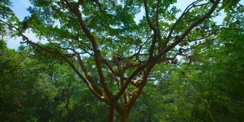 Ngogo is a chimpanzee paradise