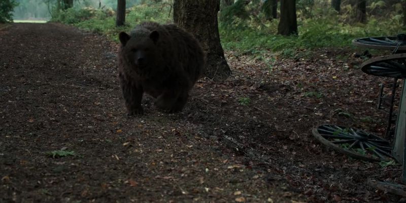 Nice bear