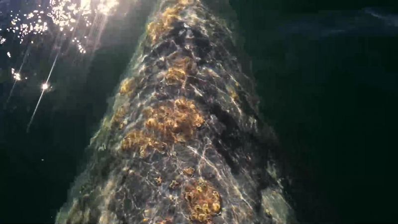 Night and day, this devoted mum urges her calf north