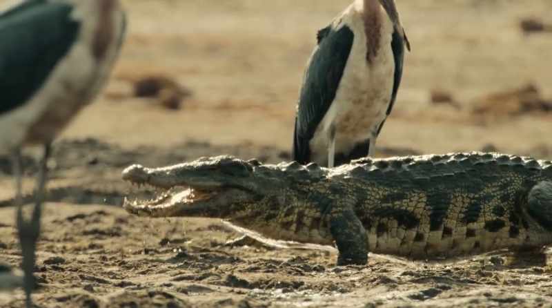 Nile crocodiles