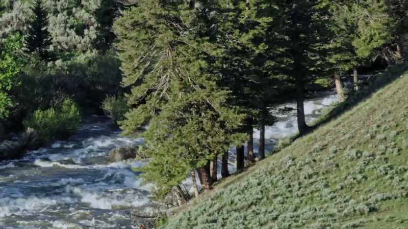 No dams have ever been built on it