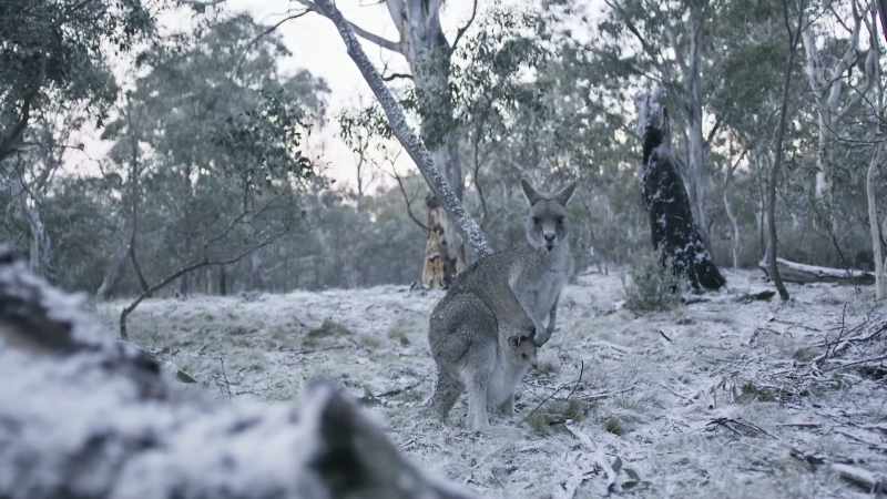 No kangaroos can survive for long, higher than this