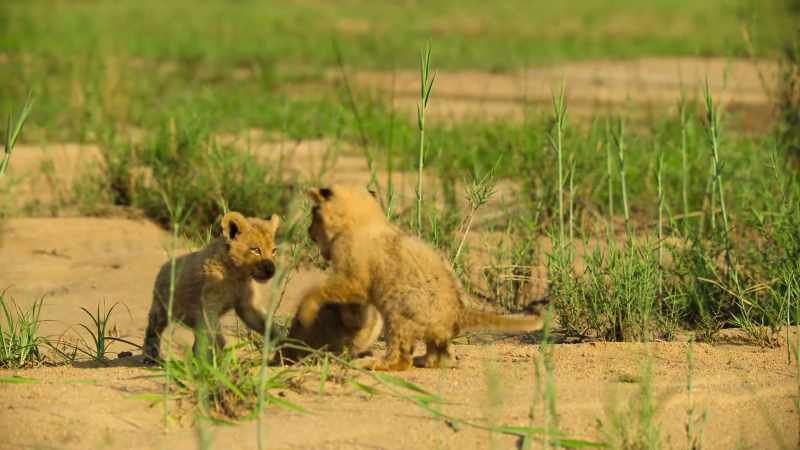 No longer an insecure little cub
