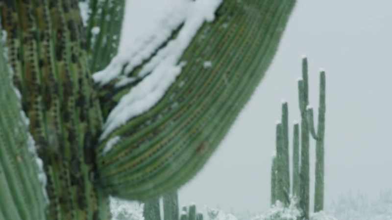 No matter how old a desert plant is