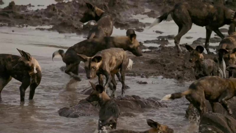 No one gets left behind in wild dog society