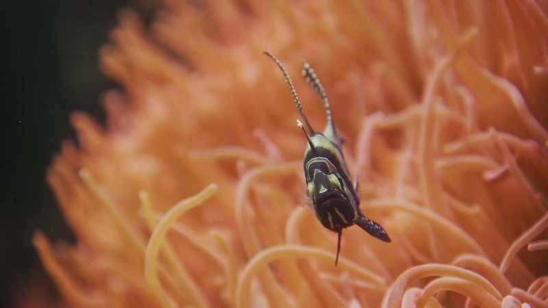 No one turned me into a cardinal fish
