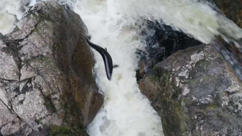 No other fish can clear waterfalls as high as this one