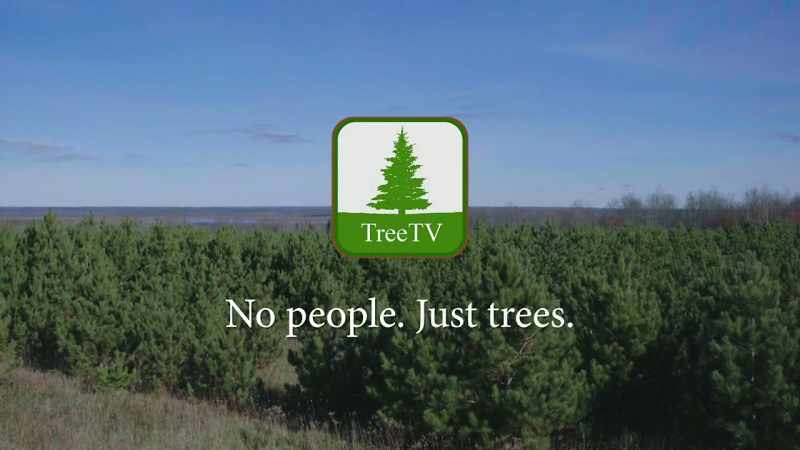 No people. Just trees