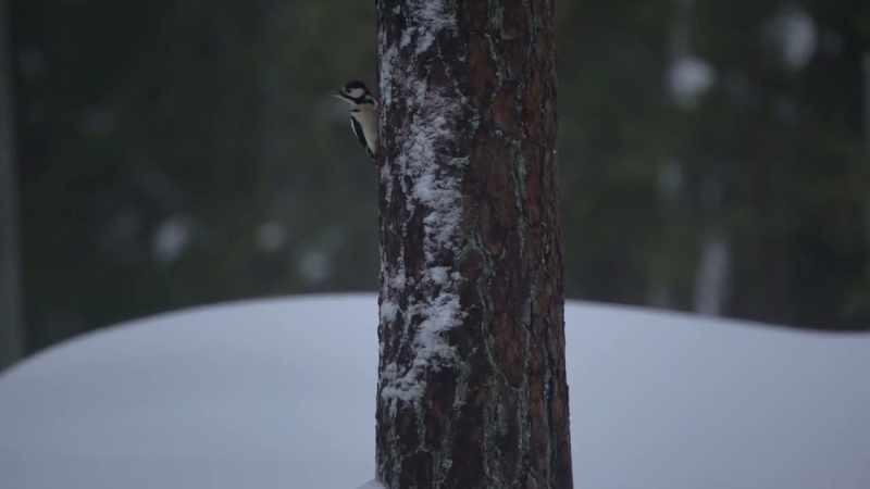 No southern migration for these guys