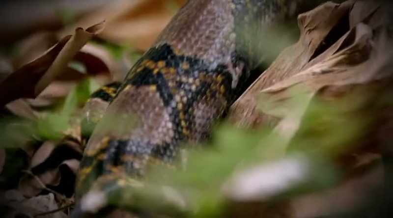 Nobody has ever recorded a reticulated python bite