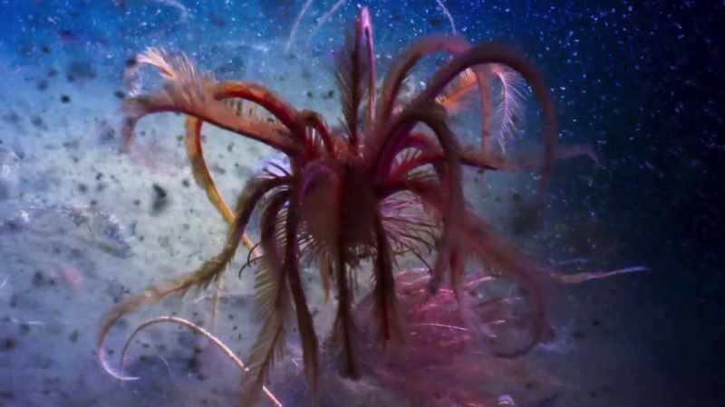 Nor is such great abundance confined to Antarctic waters