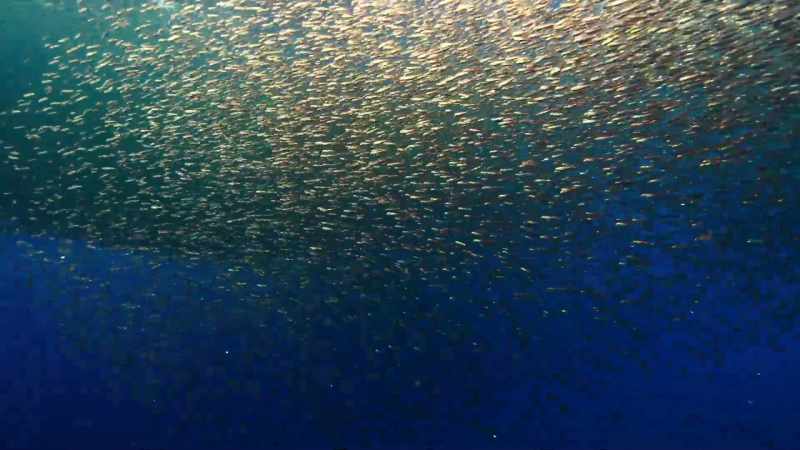 Normally they only come to the surface at night