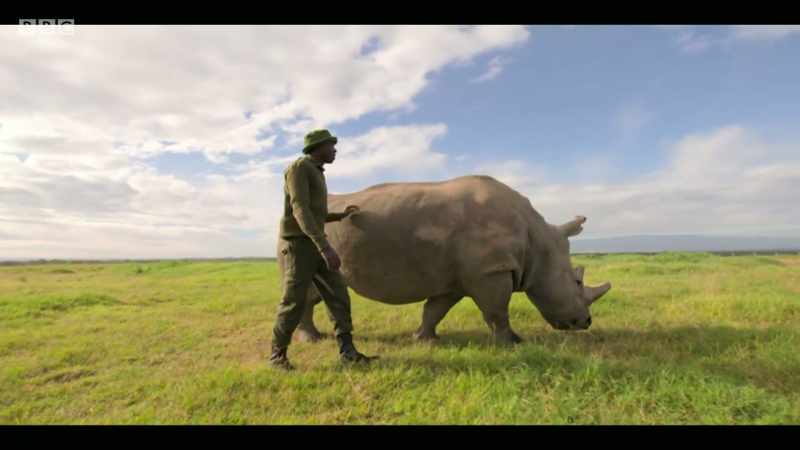 Northern white rhinos were once found in their thousands