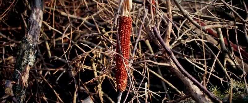 Not a grain of wheat left behind