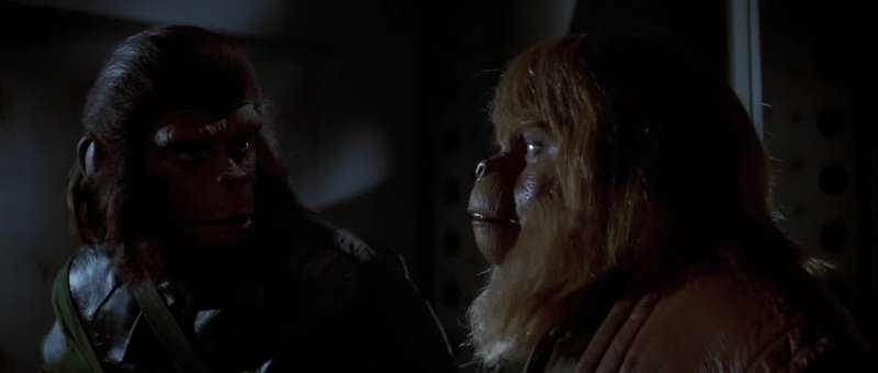 Not apes Gorillas