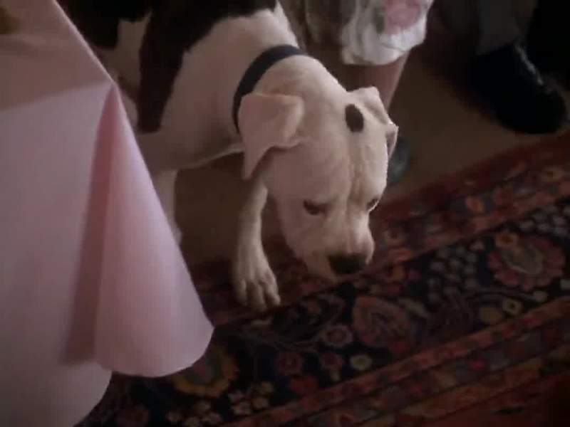 Not for doggies