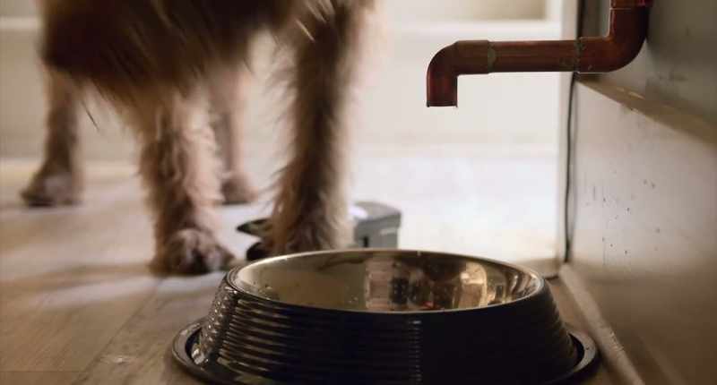 Not like Border Collie smart, but smart