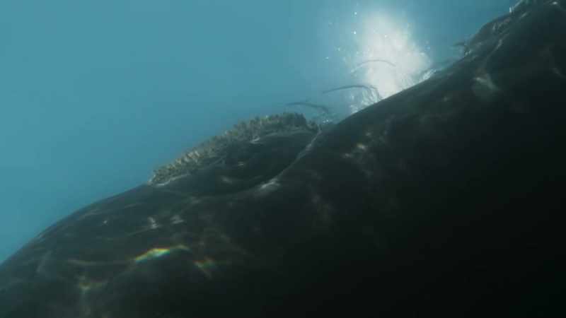 Not so long ago, these whales faced a graver threat