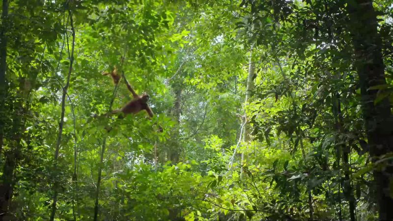 Not only record-breaking trees