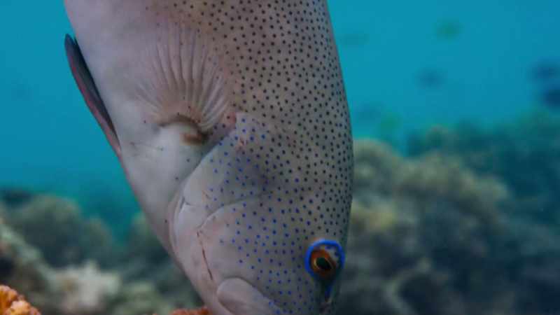 Not only is the grouper signalling to the octopus