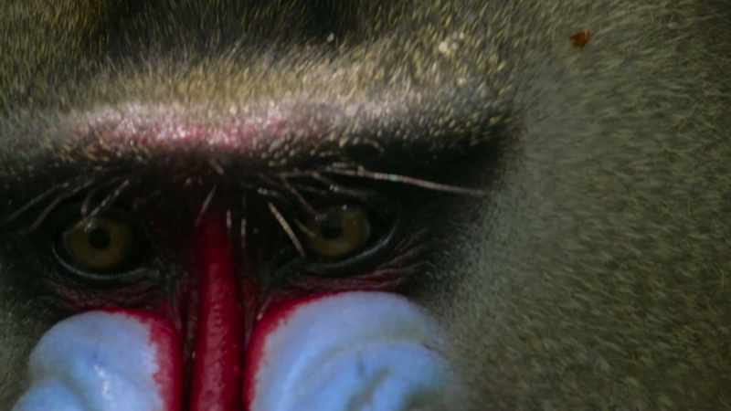 Not surprisingly, mandrill eyes are particularly sensitive to colour
