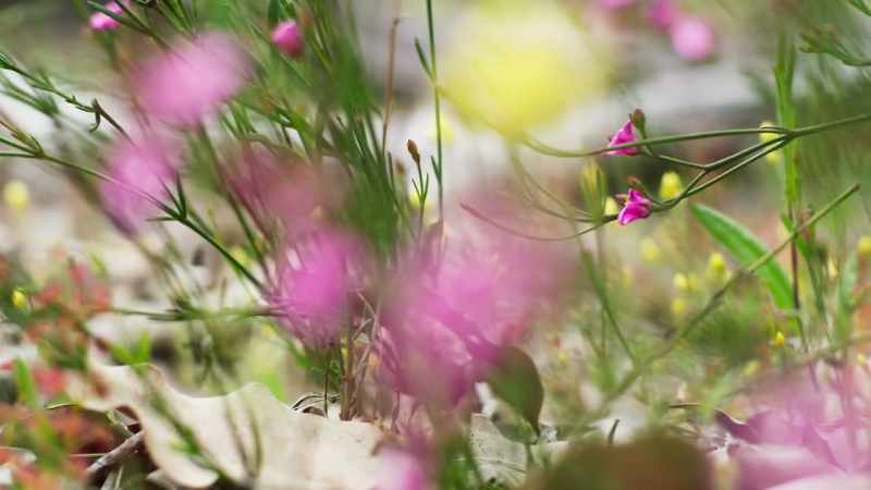 Now, for a brief moment in the cooler spring
