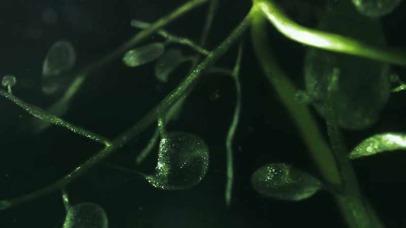 Now all the bladderwort has to do