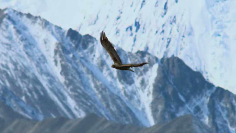 Now they are invisible even to a keen-eyed eagle