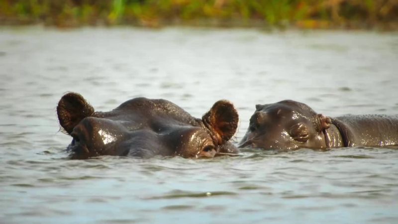 Now her calf is two weeks old