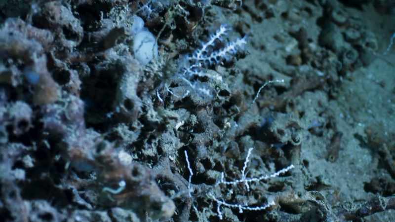 Now, countless numbers of the reefs