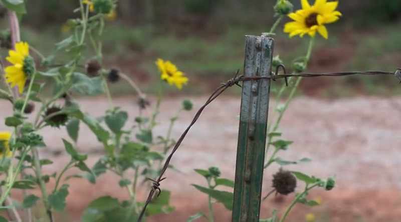 Now we gotta fix this fence before anything else gets out