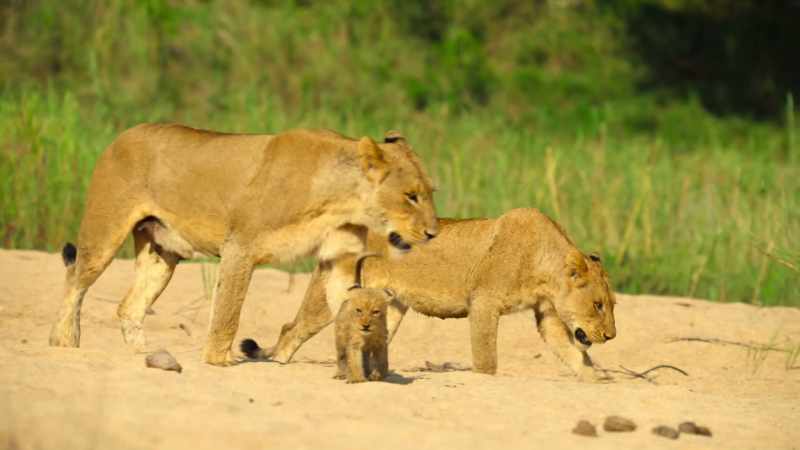 Now, they have help to get to their new den site