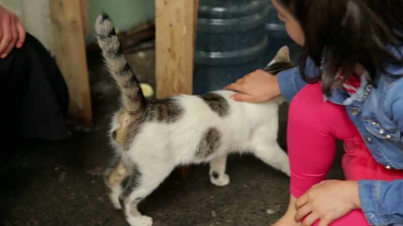 Now he’s become a very friendly cat
