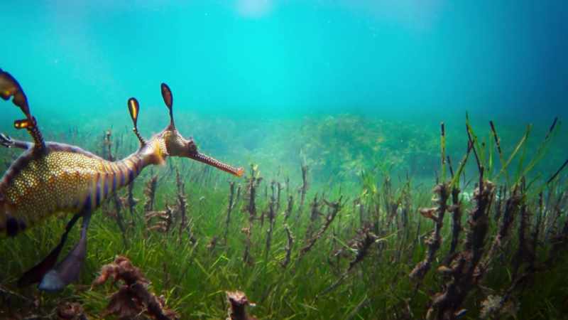 Now, he's leaving the seaweed thickets