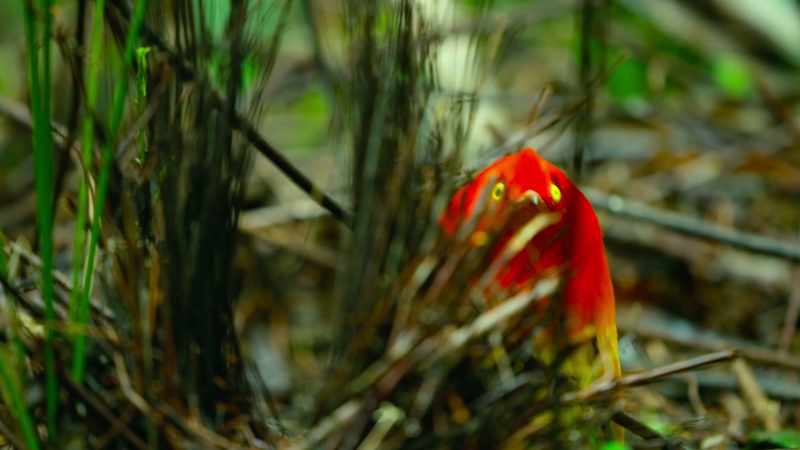 Now, how to coax her into his bower?