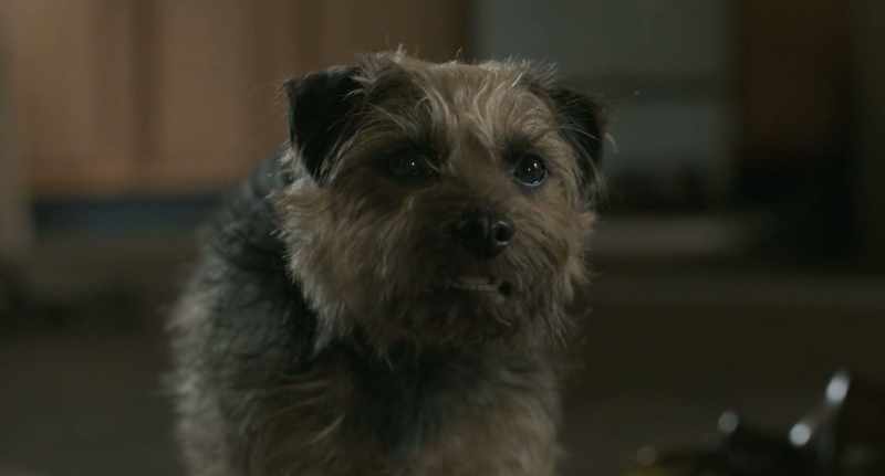 Now I know that I wasn't a bad dog