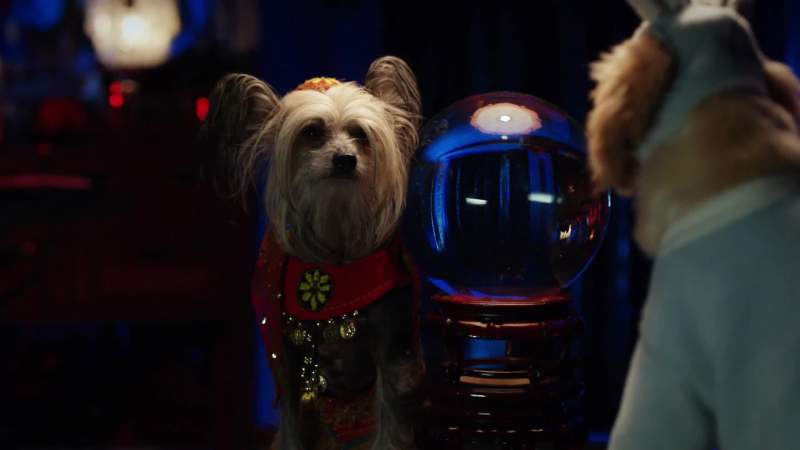Now I sense you puppies are in danger