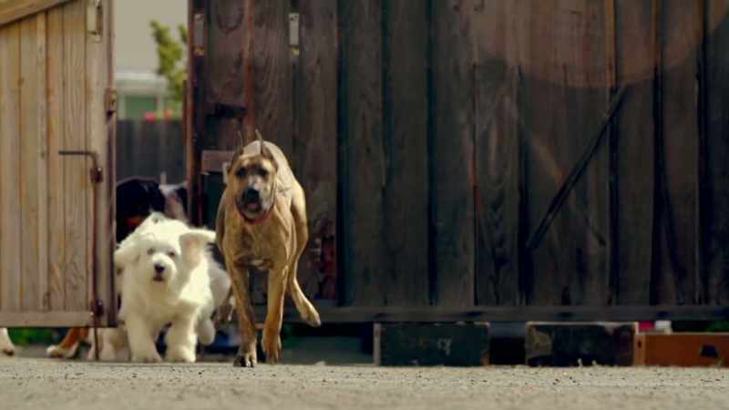 NOW I WANT A DOG. -[ LAUGHS ]
