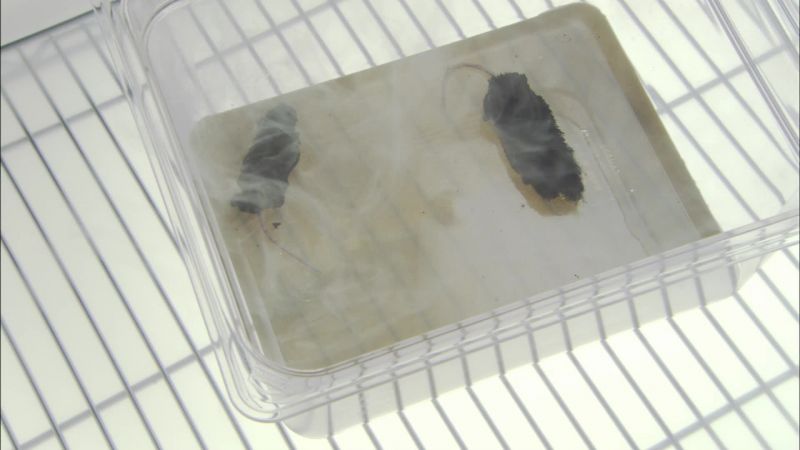Now I'm no scientist, but those mice used to be a different color