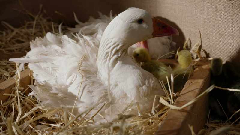 Now she knows her own very well and would not confuse
