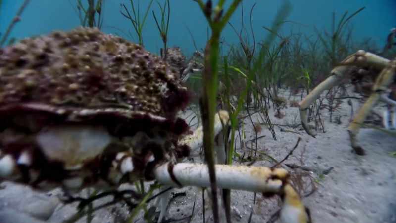 Now, they march across the sea grass plains