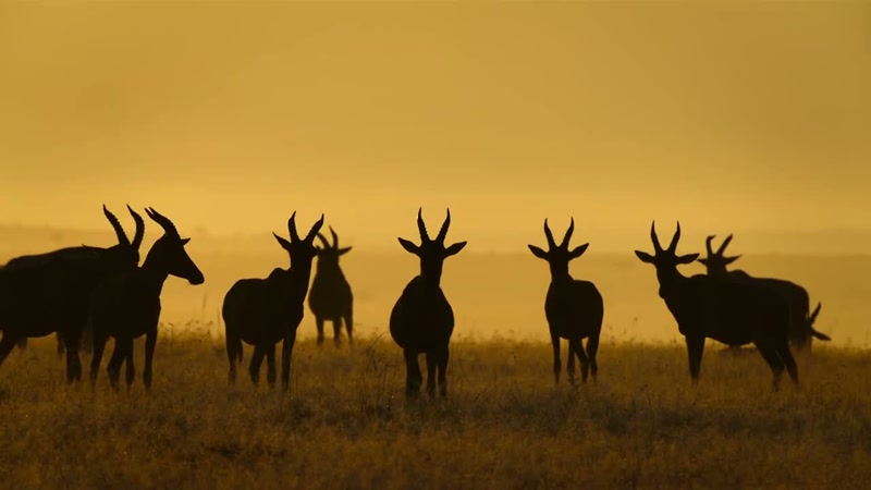 'Now, only the locals remain