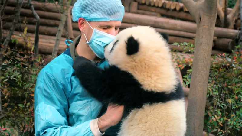 Now my role is to make friends with a panda