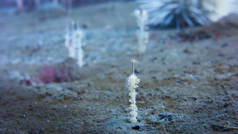 Now sea pens