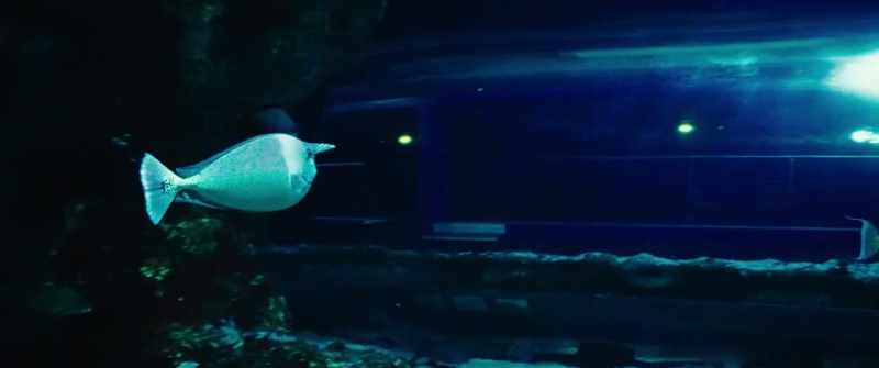 Now we see a particular specimen that I like very much, called axolotl
