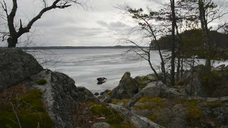 Now you see what makes the Saimaa ringed seals so special