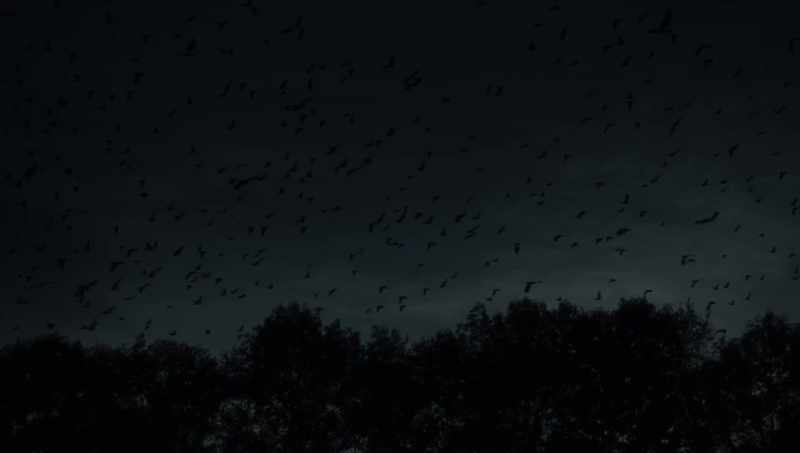 Now, that's what I call a murder of crows
