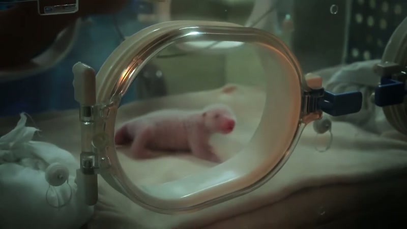 'Now the challenge was to keep the new-born cubs alive