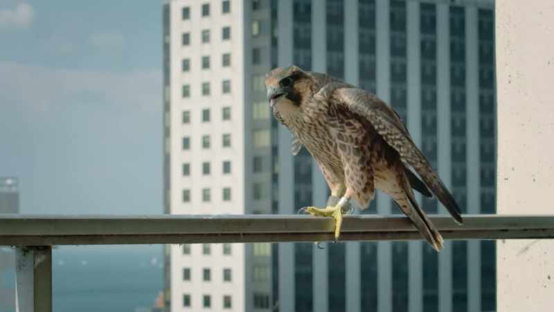 Now, the chicks are fledging