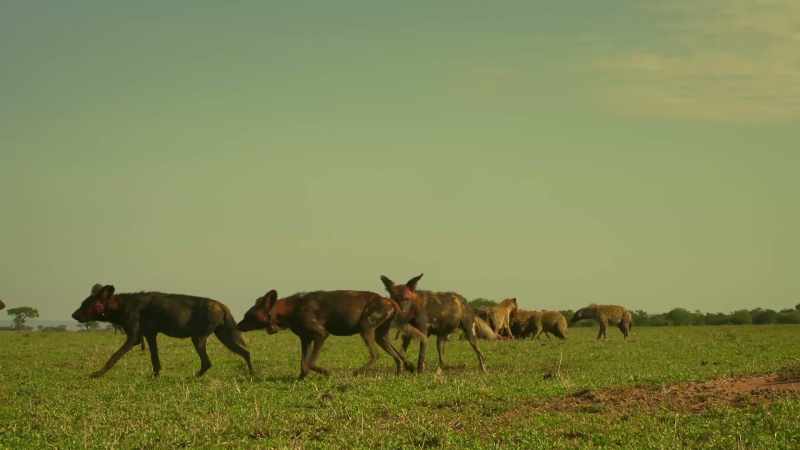 Now the hyenas know they can win, they'll be watching